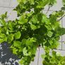 plant Image 2