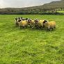 Lanark rams Image 6