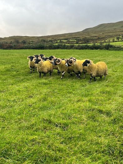 Lanark rams