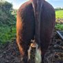 Hereford bulls Image 3