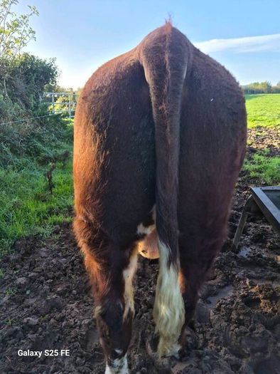 Hereford bulls
