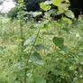 aspen ash trees available Image 2