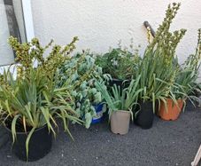 Plants