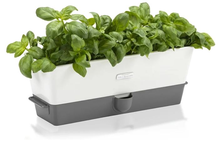 Indoor plant