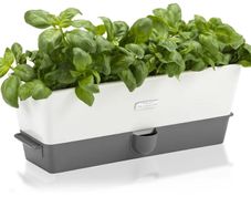 Indoor plant
