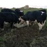 14 quality hereford bullocks,lots 317 to 321 Image 2