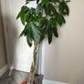 Large Braided Money Tree Plant Image 2