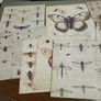 Entemology cards Image 3