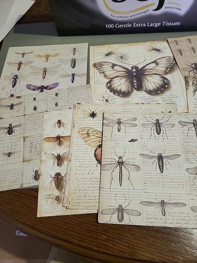 Entemology cards