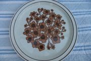 Arklow Pottery Rare Bridgid Pattern Plates x 2