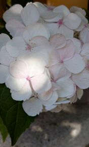 Hydrangea