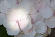 Hydrangea