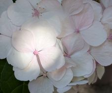 Hydrangea
