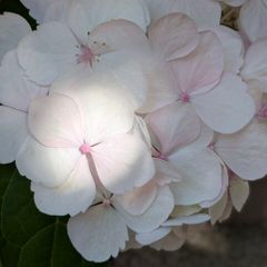 Hydrangea