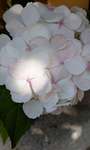 Hydrangea