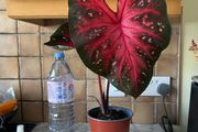 plant red caladium