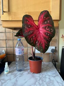 plant red caladium
