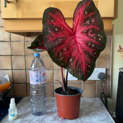 plant red caladium
