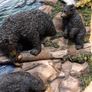 Bears fishing plaque Image 4