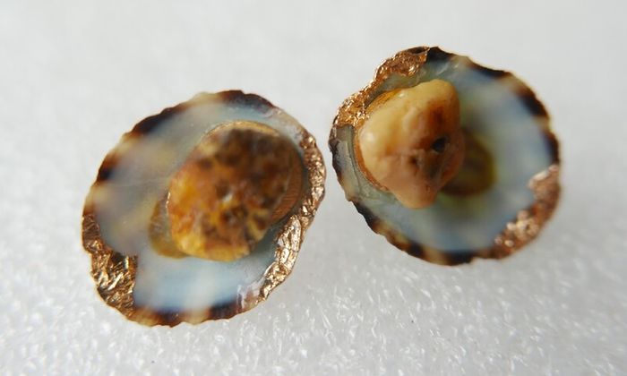 Handmade Seashell Stud Earrings