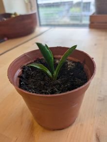 Snake plant