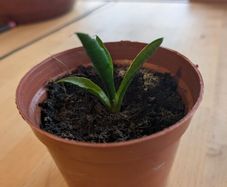 Snake plant