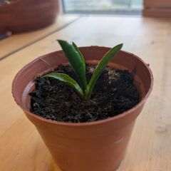 Snake plant