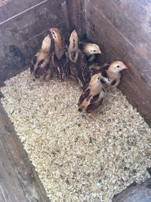 Heritage Rhode Island chicks