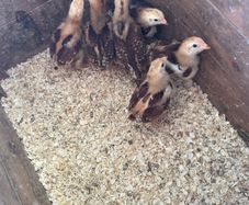 Heritage Rhode Island chicks