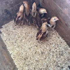 Heritage Rhode Island chicks