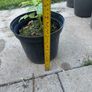 plant Image 3