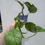 pothos Image 2