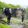 Roan Blue Heifers for Gortatlea Mart Image 8