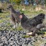 Pekin and silkie growers Image 3