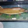Antiques Image 2