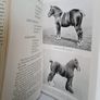 An Eye for a Horse: A Guide to Buying and Judging by Sidney G. Goldschmidt (PT257) Image 5