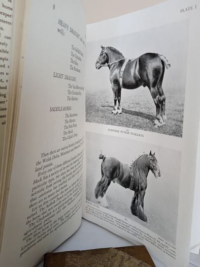 An Eye for a Horse: A Guide to Buying and Judging by Sidney G. Goldschmidt (PT257)