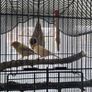 Canary Image 3