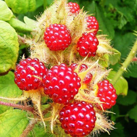 Wineberry Potted Plants