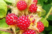 Wineberry Potted Plants