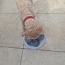 dog Image 4