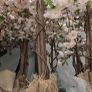 Cherry Blossom trees Image 3