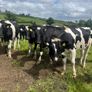 Top quality Heifers for sale Image 2