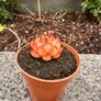 plant Image 2