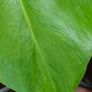 No.5 Monstera Green On Green Image 8
