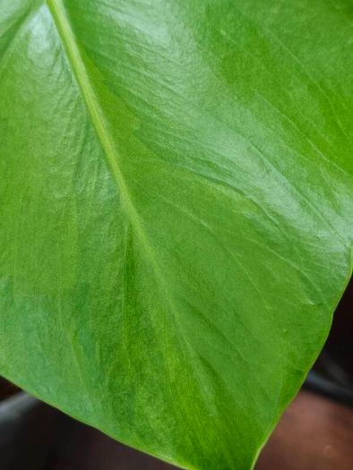 No.5 Monstera Green On Green