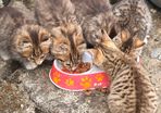 kittins