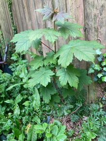 Small trees: Sycamore, Maple and Hawthorn