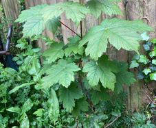 Small trees: Sycamore, Maple and Hawthorn
