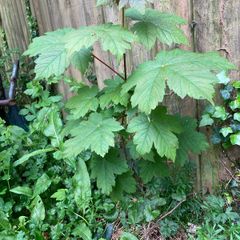 Small trees: Sycamore, Maple and Hawthorn